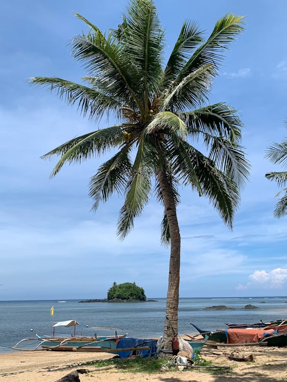 Coconut Tree on Tropical Beach Resort