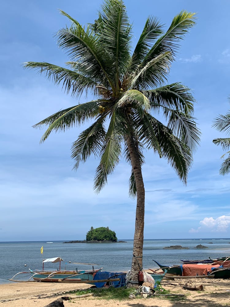 Coconut Tree On Tropical Beach Resort