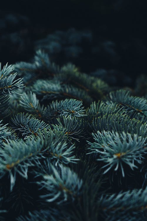 Close-Up Shot of Pine Leaves