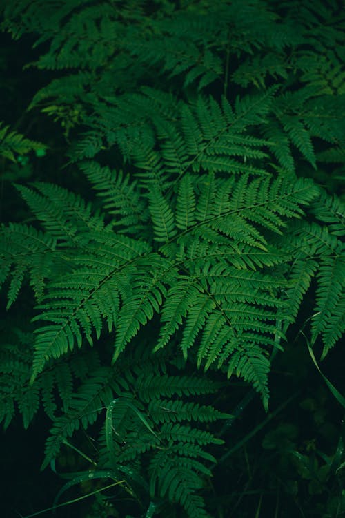 シダの葉, 垂直ショット, 植物の無料の写真素材
