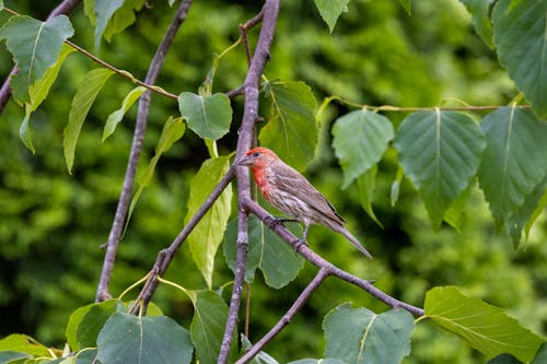 Close-Up Shot of a Finch Perched on a Tree Branch