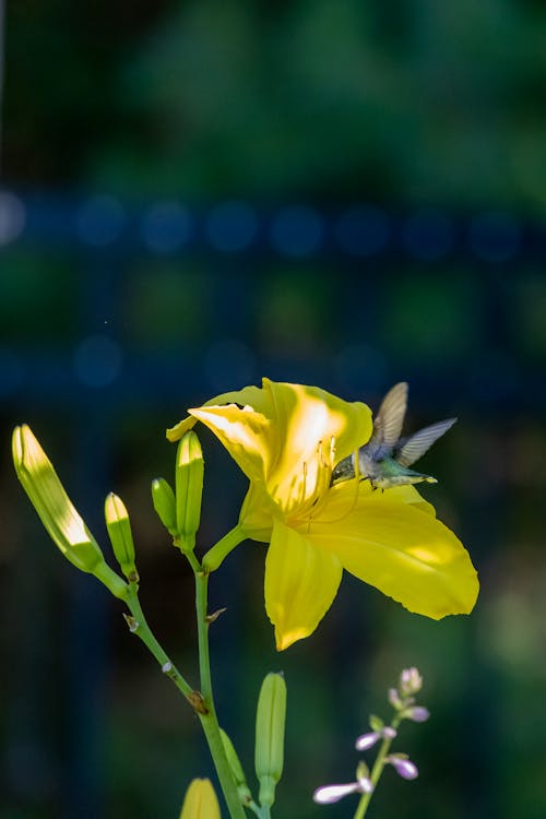Immagine gratuita di avvicinamento, colibrì, fiore giallo
