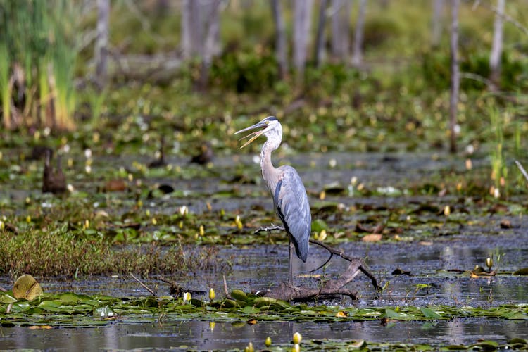 A Great Blue Heron In A Swamp 