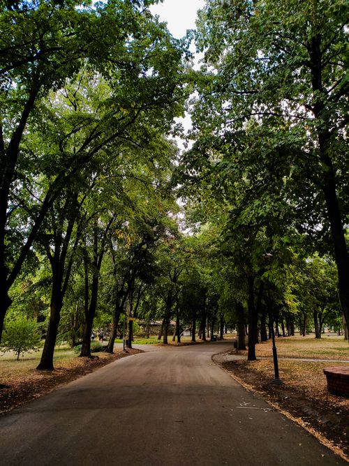 Free A peaceful road surrounded by lush green trees in a tranquil park setting. Stock Photo
