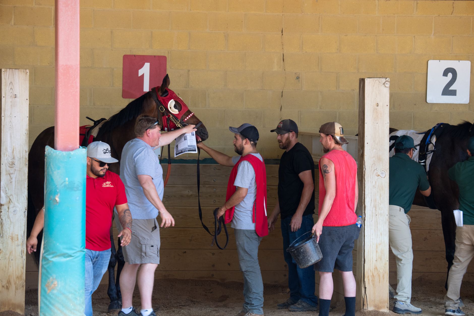 Team of men preparing racehorses in paddock before the competition starts.