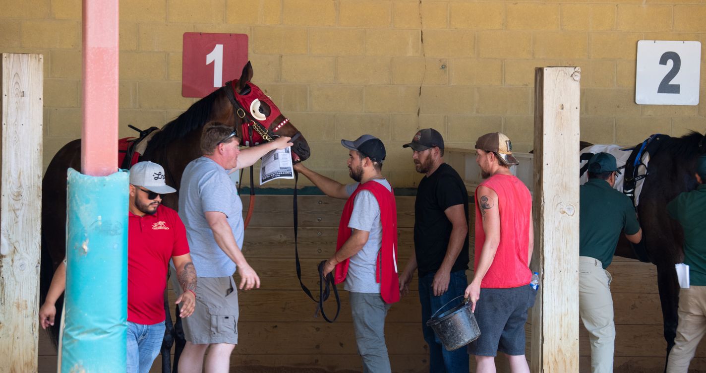 Équipe préparant des chevaux de course dans le paddock avant le départ d'une épreuve