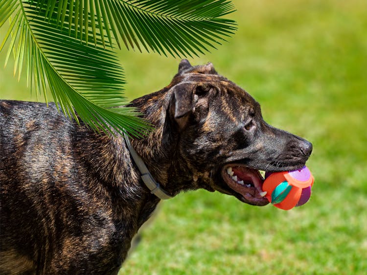 A Dog With A Toy 