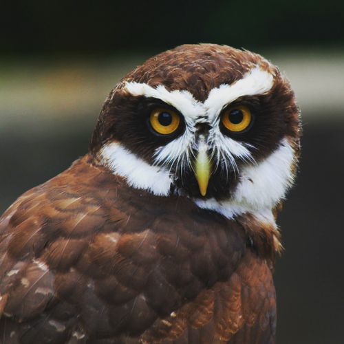 Free A detailed view of a spectacled owl with striking yellow eyes and distinctive facial markings. Stock Photo