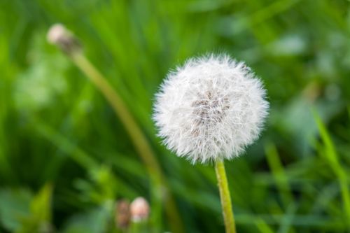 Free A delicate dandelion seed head amidst lush green grass, showcasing nature's beauty. Stock Photo