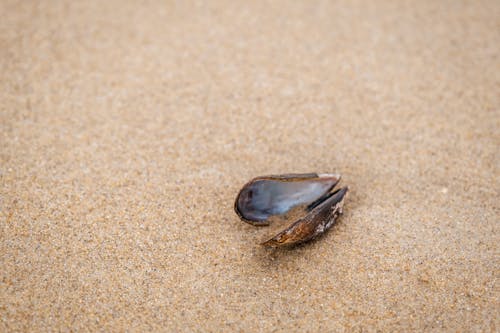 殼, 海灘, 特寫 的 免費圖庫相片