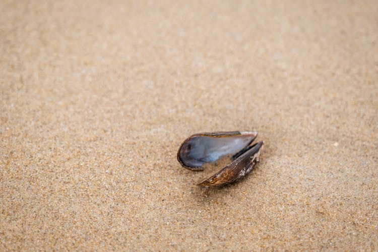 A Mussel Shell On The Sand