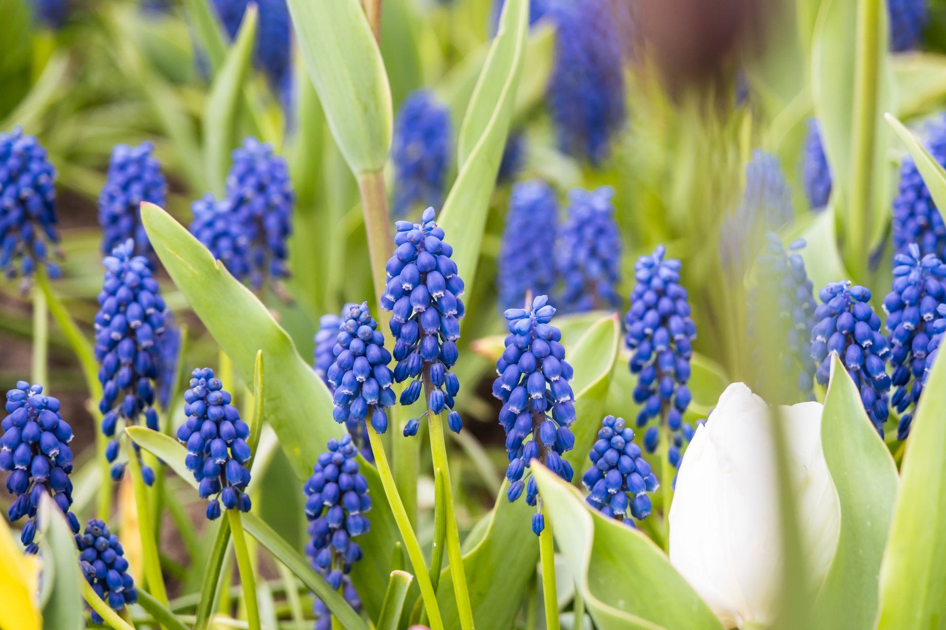 Close-up of vivid blue grape hyacinths in a lush garden setting, showcasing spring growth.