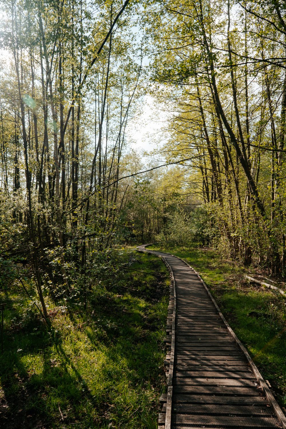 Path Between Tree A Wooden Path Between Green Trees · Free Stock Photo