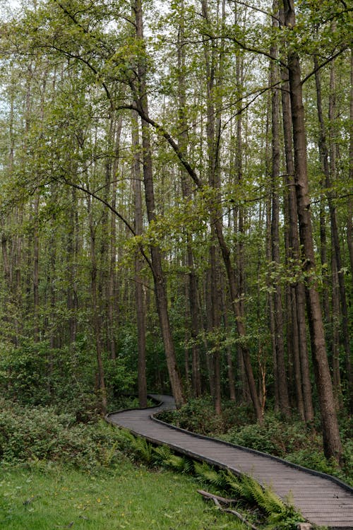 Boardwalk in Between Green Trees