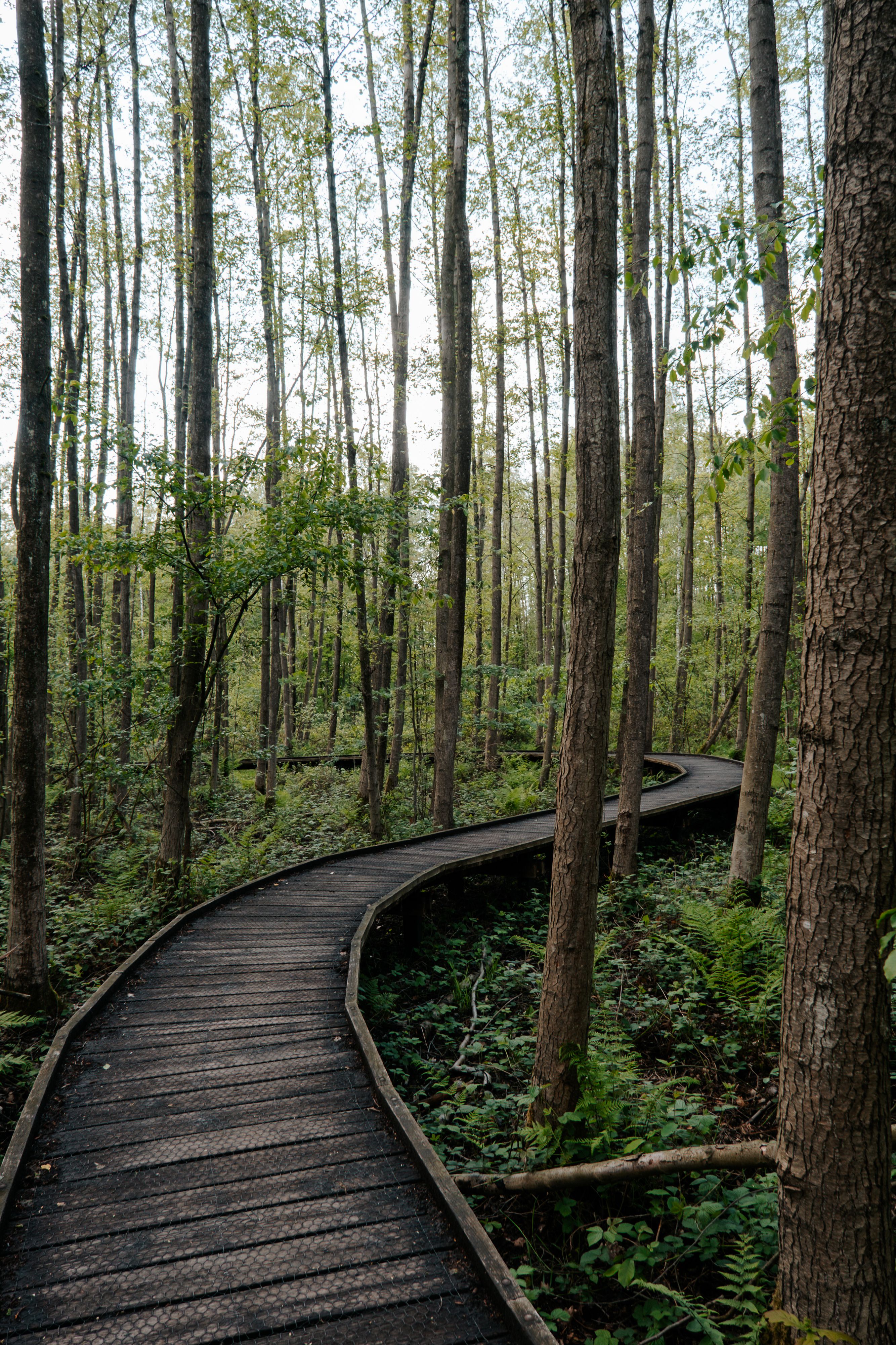A Walkway Between Tall Trees · Free Stock Photo