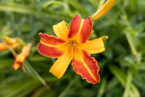 Free Orange Day-Lily Flower in Close-up Photography Stock Photo