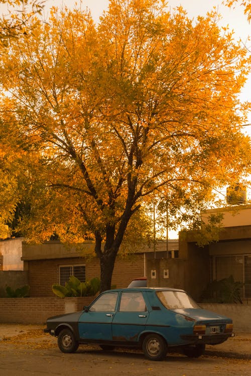 Foto d'estoc gratuïta de aparcat, arbre, caure