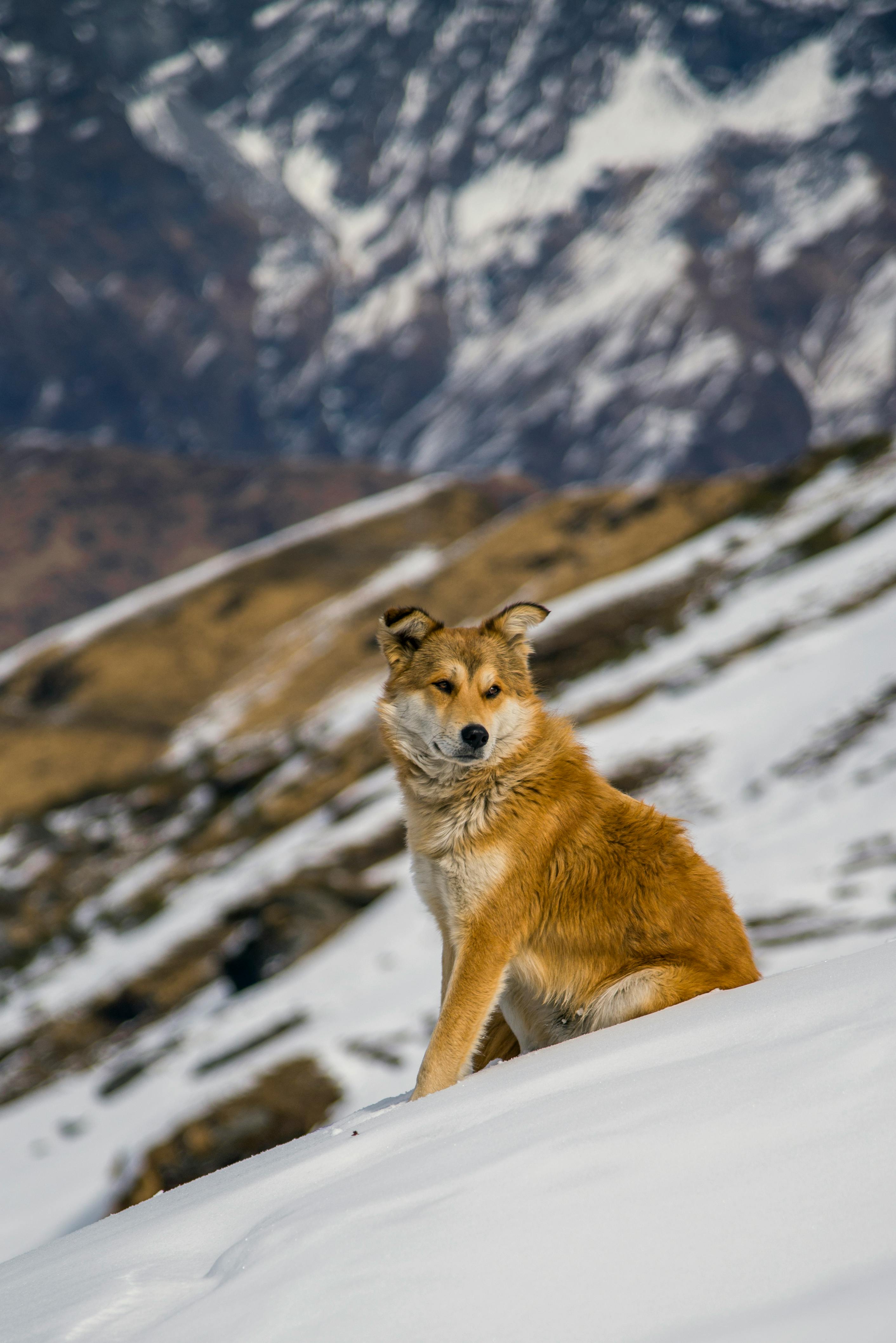 白天，一只雄伟的狗安静地坐在雪山风景中
