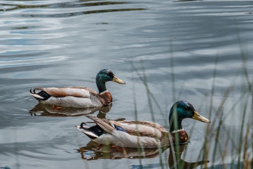Free Close-up of two mallard ducks swimming peacefully on a calm lake. Stock Photo