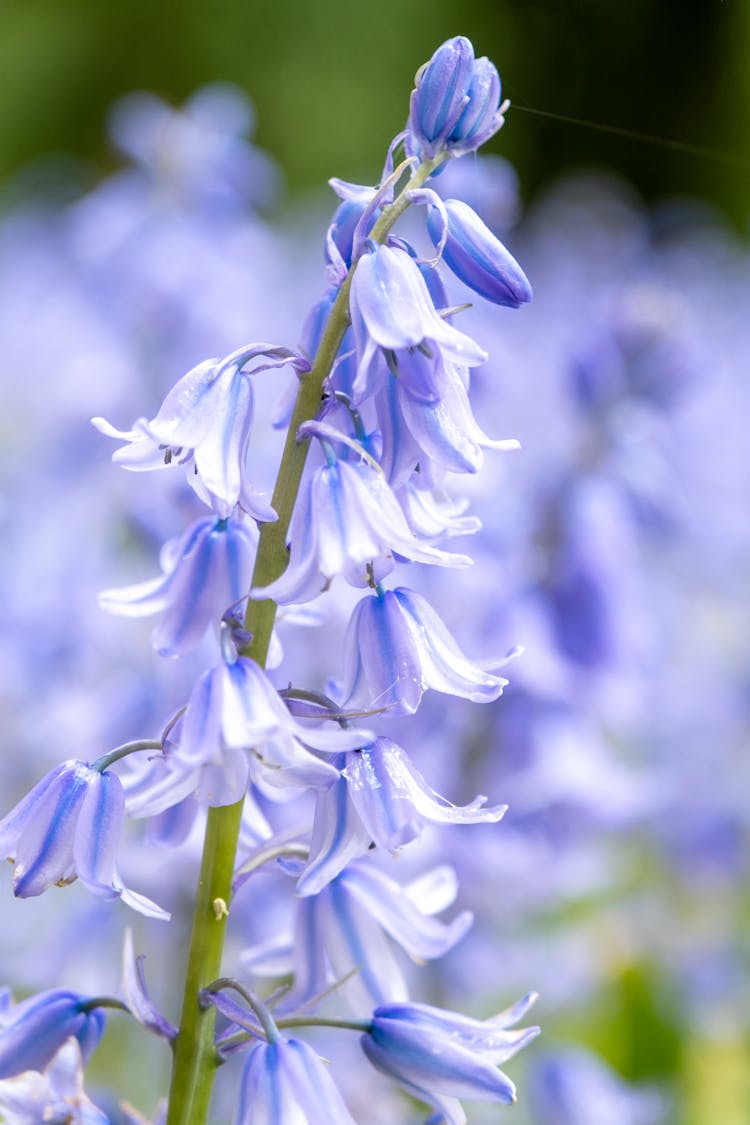 Common Bluebell Flowers In Close-up Photography