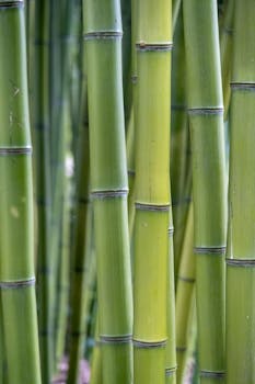 Detailed close-up of green bamboo stalks in a serene arrangement.