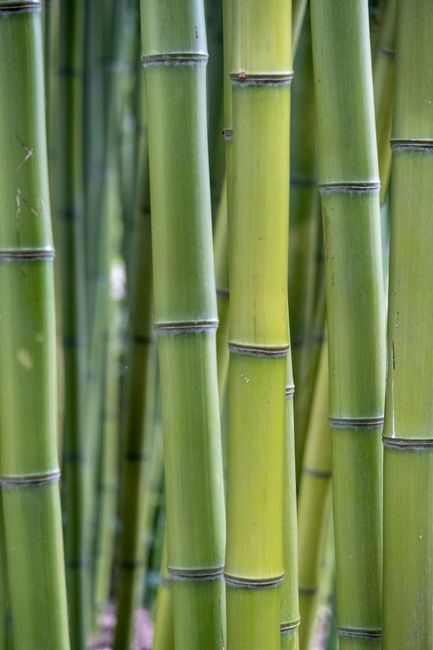 Detailed close-up of green bamboo stalks in a serene arrangement.