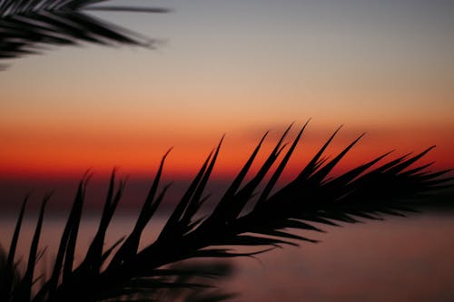 Foto profissional grátis de cair da noite, fechar-se, folhas de palmeira