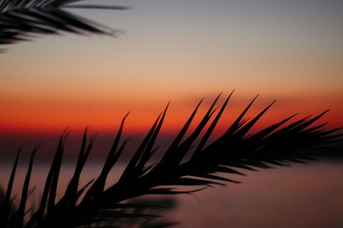 Free Silhouetted palm leaves against a vibrant sunset in Toroni, Greece. Stock Photo