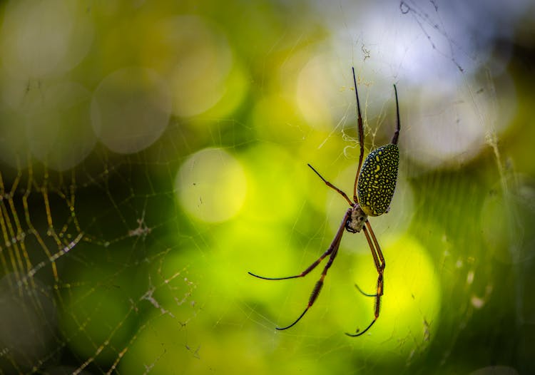 Close-Up Shot Of A Spider On A Web 