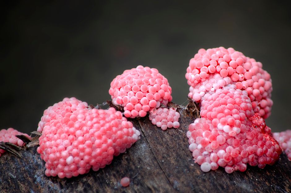 Detailed macro shot of pink slime mold clusters on wood, showcasing intricate patterns.