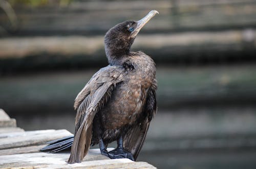 Black Cormorant Perched on a Wood 