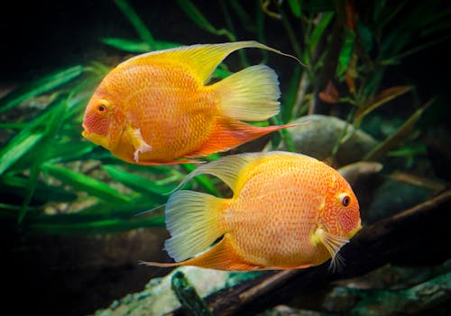 Orange Fish in Close Up Shot
