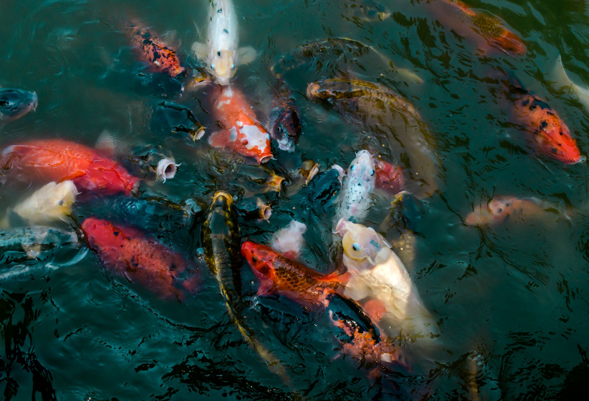 A colorful group of koi fish swimming gracefully in a pond, showcasing vibrant aquatic life.