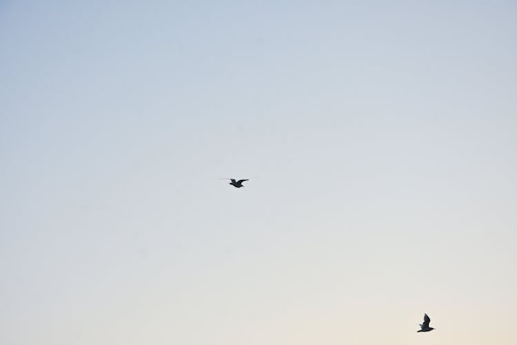 Birds Flying Under Blue Sky