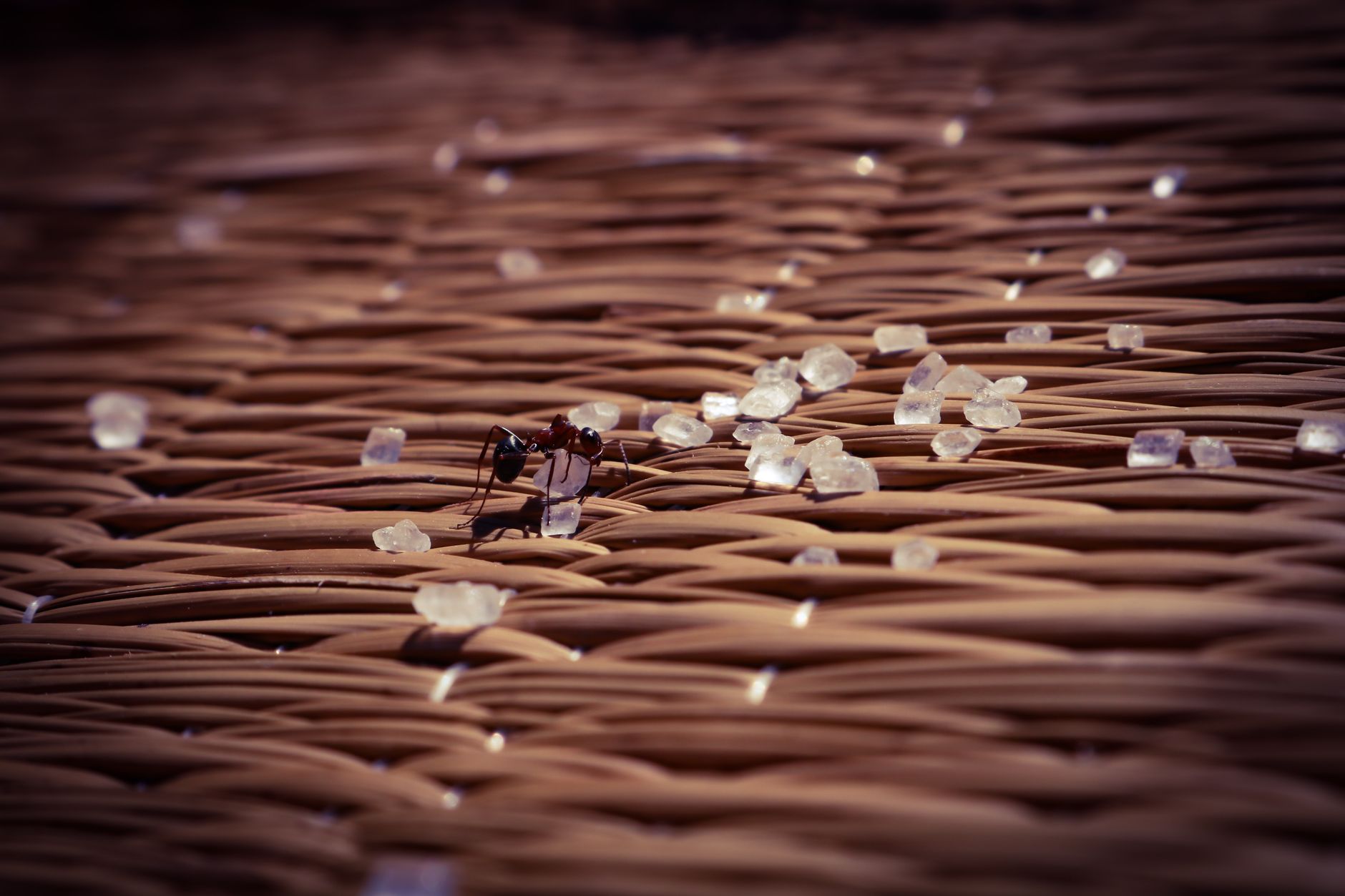 Close-up view of an ant navigating sugar crystals on a woven wicker texture.