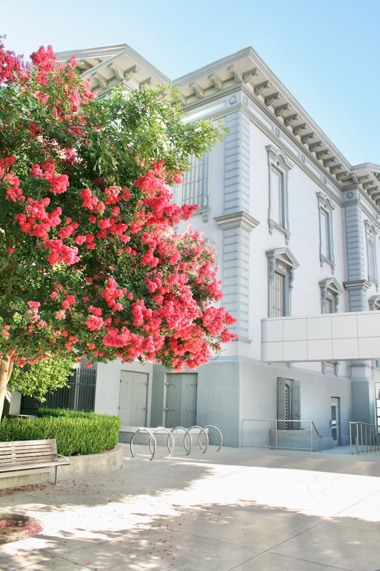 Flowering Tree Near A White House