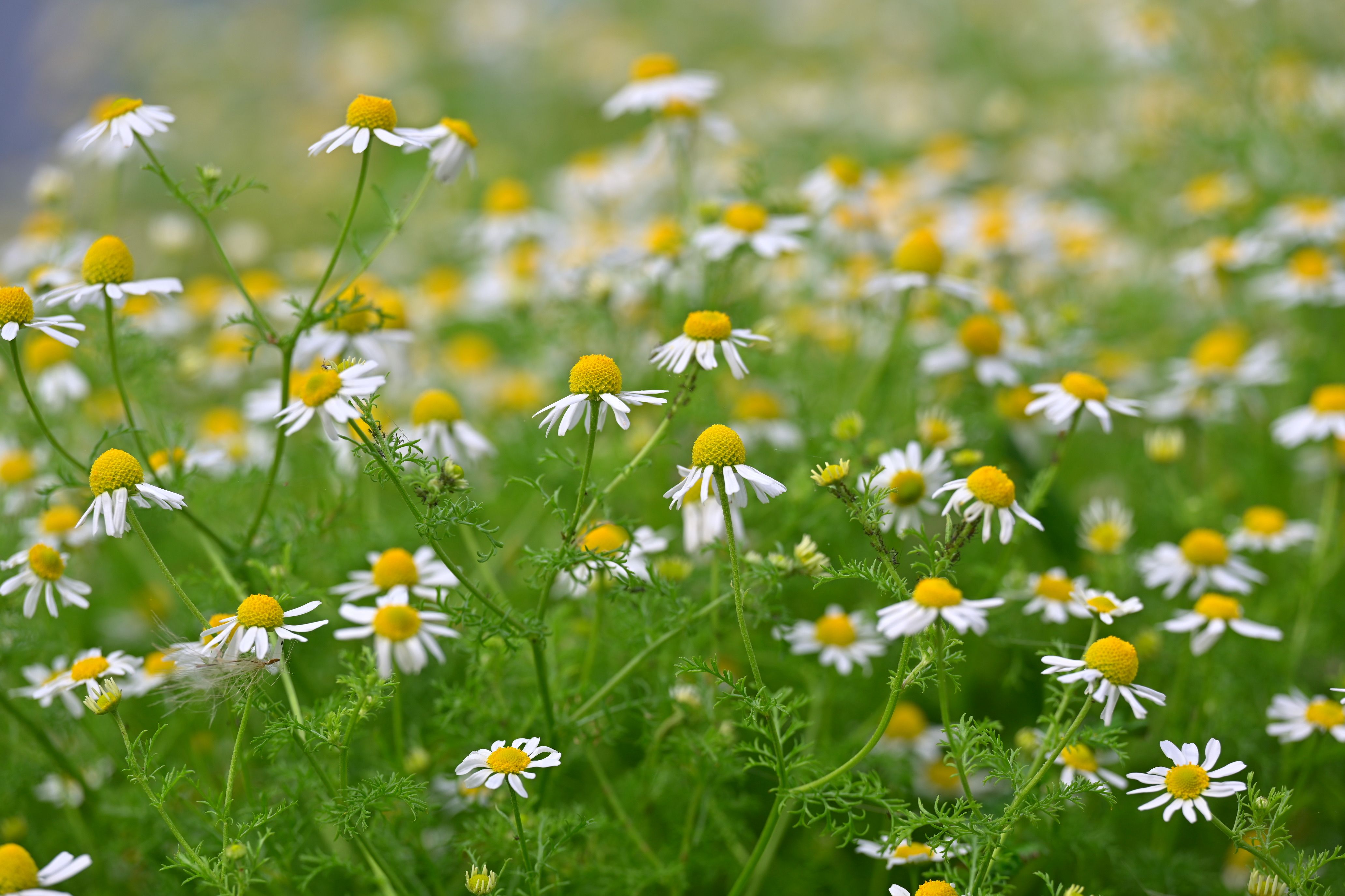 Close-up view of blooming chamomile flowers in lush green field during spring season.
