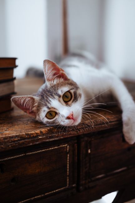 Charming grey tabby cat lounging on a wooden table, captured indoors.