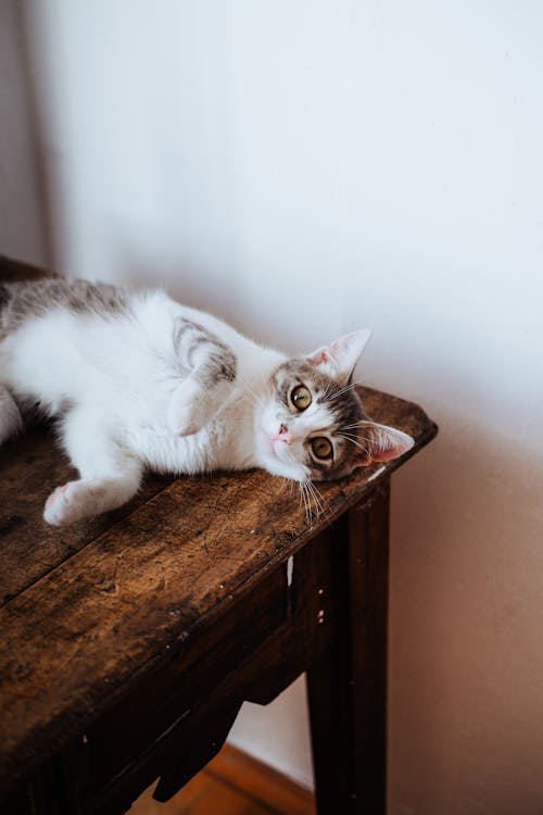 A Tabby Cat Lying on a Wooden Table