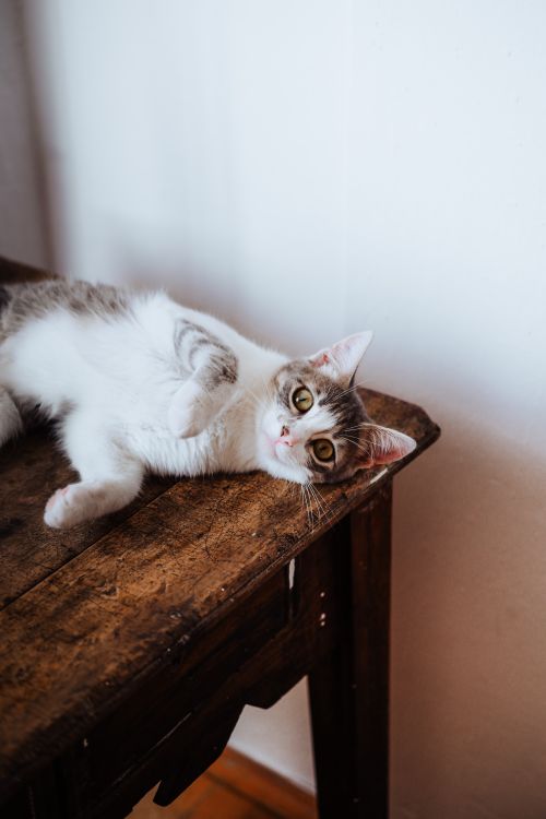 Free Adorable tabby cat lounging on a wooden table indoors, showcasing a calm and serene setting. Stock Photo