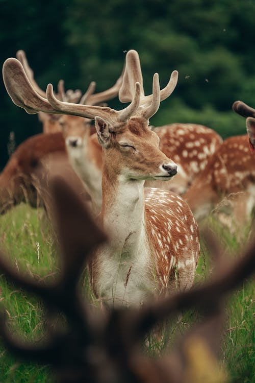 Brown and White Deer in Close Up Shot