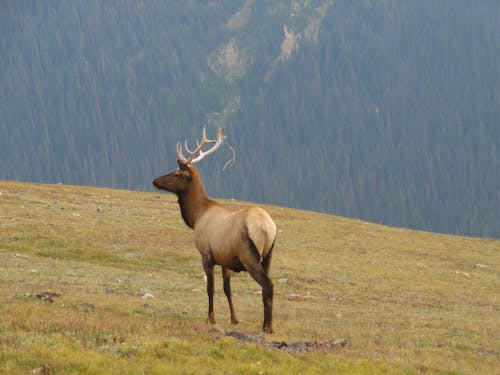 A Rocky Mountain Elk in the Rocky Mountain National Park
