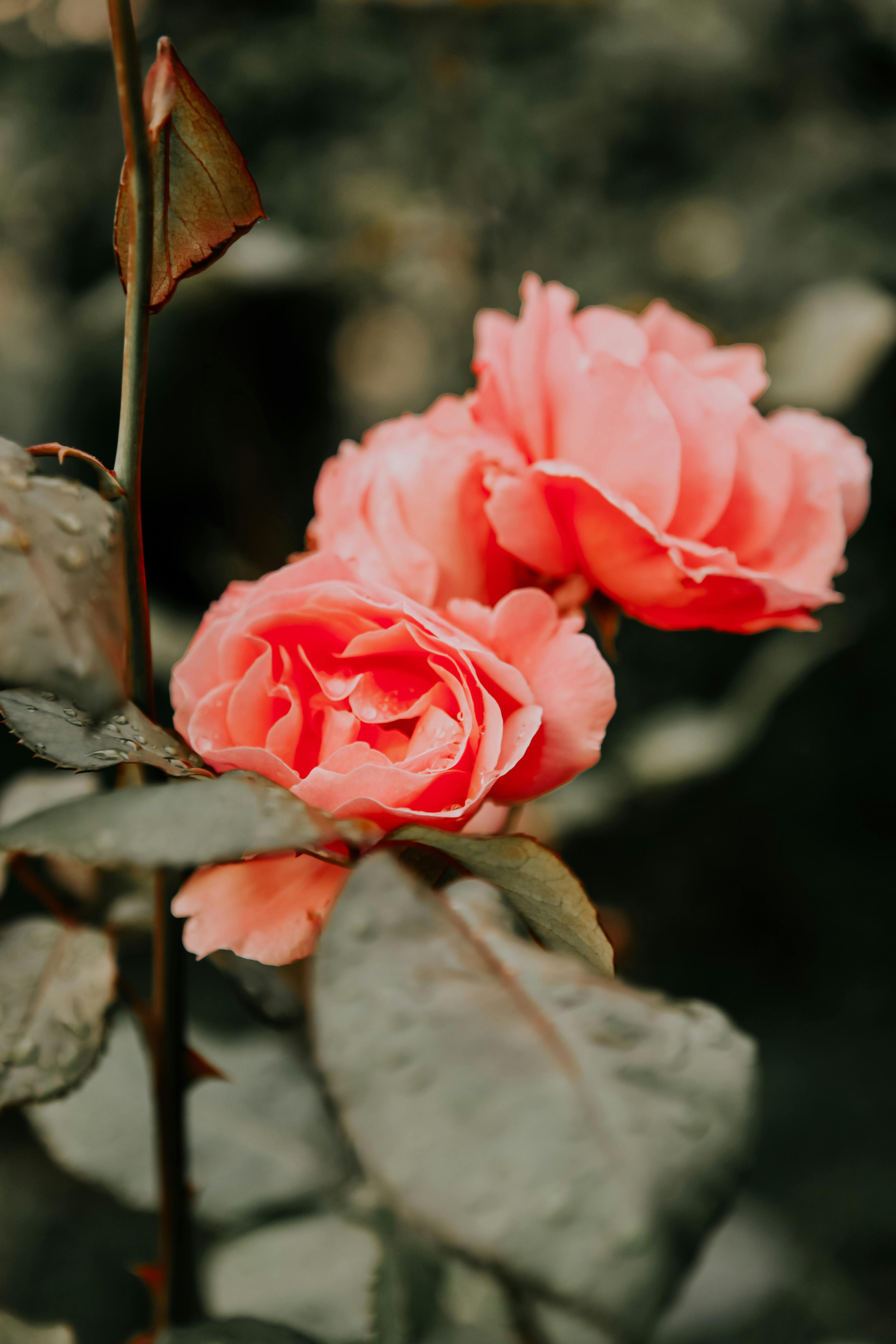 Roses in Bloom · Free Stock Photo