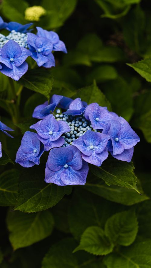 Free Close-up shot of vivid blue hydrangea blooms amidst lush green leaves, captured in a spring garden setting. Stock Photo