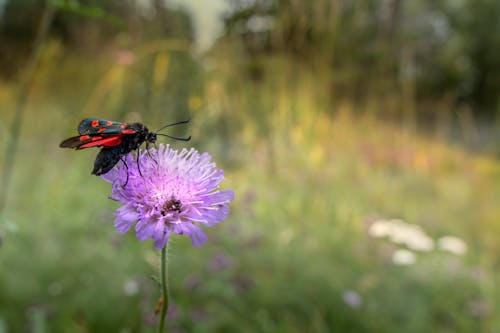 бесплатная Бесплатное стоковое фото с бабочка, бабочки, весна Стоковое фото