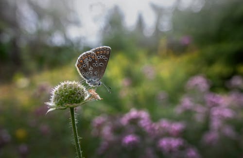 Бесплатное стоковое фото с бабочка, крупный план, обои
