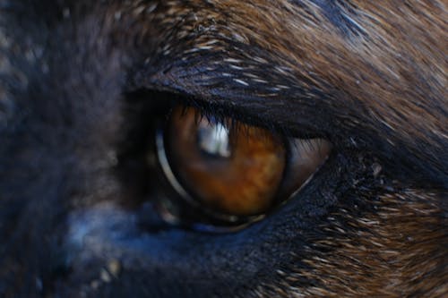 A dog's eye