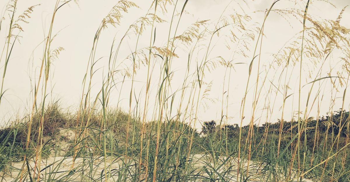Tall Rushes Tall, Thin Rushes · Free Stock Photo