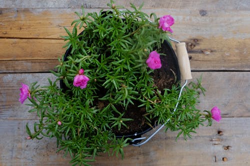 Free stock photo of flowering plant, garden, pink