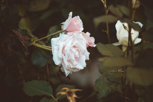 Free Close-up of delicate pink roses surrounded by lush green leaves in a serene outdoor setting. Stock Photo